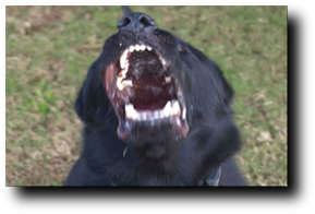 Corrección de Conductas y Comportamientos No Deseados