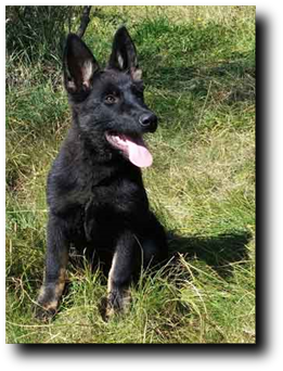 Sociabilización Adiestramiento y Educación Cachorros