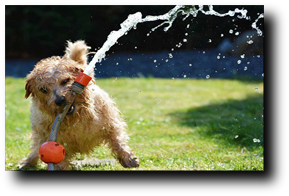 Corrección de Conductas y Comportamientos No Deseados