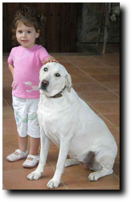 Obediencia Básica Perros