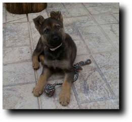 Sociabilización Adiestramiento y Educación Cachorros